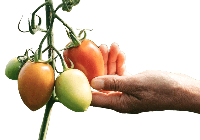Banner image. Hand reaching out to tomato plants.